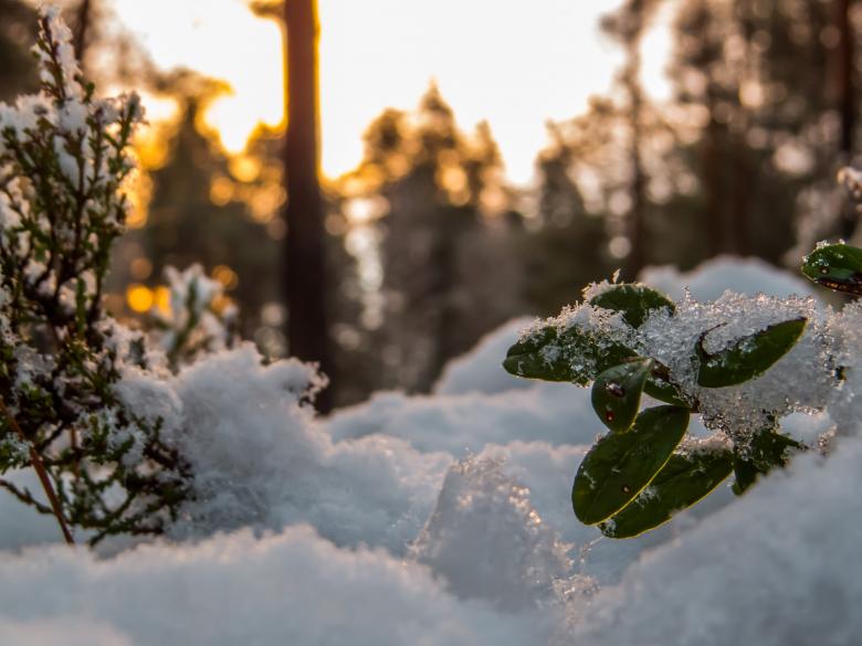 Free stock image of Snowy Forest created by Janis Urtans