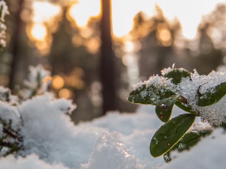 Free stock image of Snowy Forest created by Janis Urtans