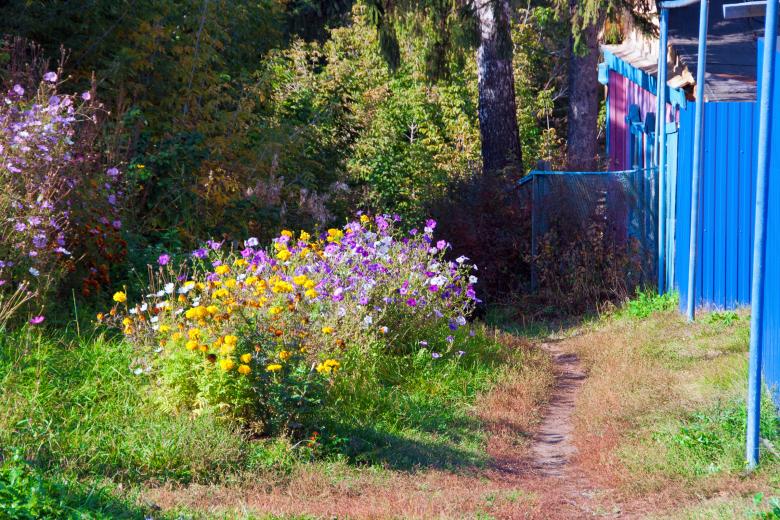 Free stock image of Yard flowers created by 2happy
