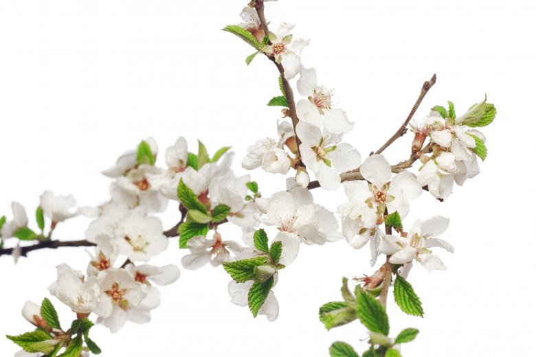 Free stock image of white flowers created by 2happy