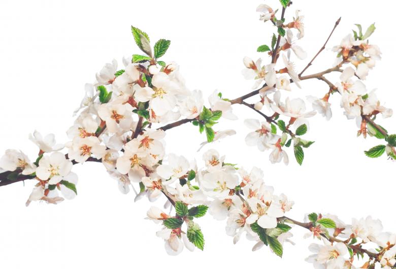 Free stock image of white flowers created by 2happy