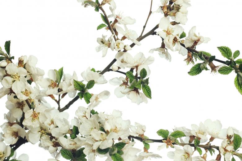 Free stock image of white flowers created by 2happy