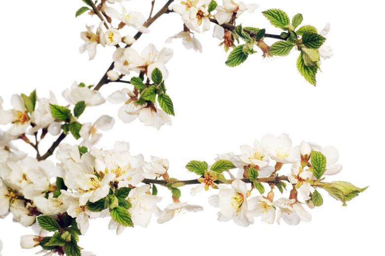 Free stock image of white flowers created by 2happy