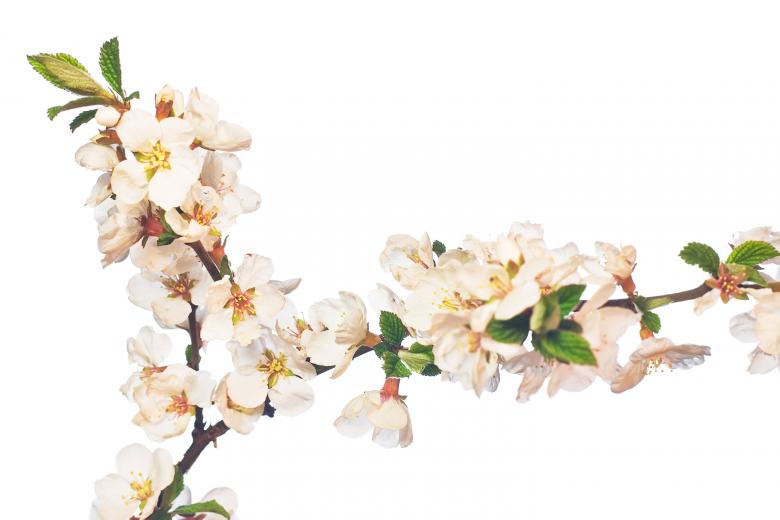 Free stock image of white flowers created by 2happy
