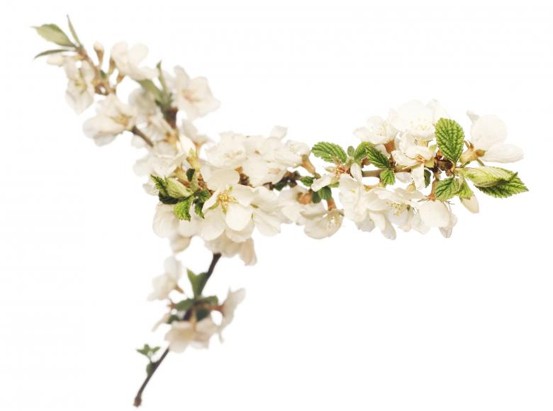 Free stock image of white flowers created by 2happy