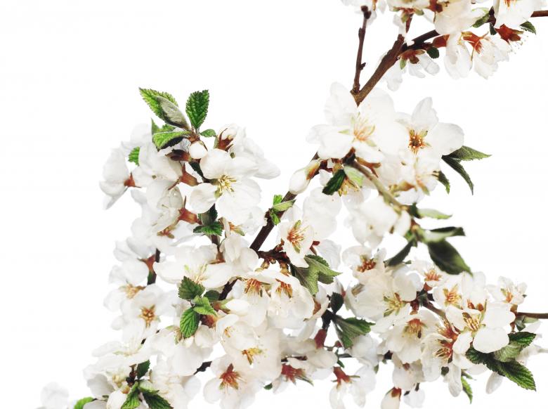 Free stock image of white flowers created by 2happy