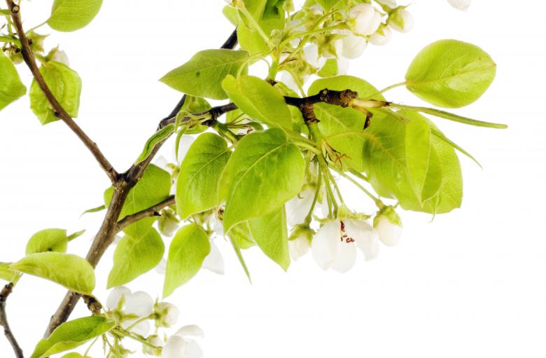 Free stock image of white flowers created by 2happy
