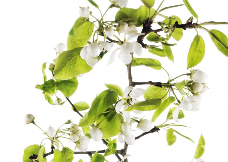 Free stock image of white flowers created by 2happy