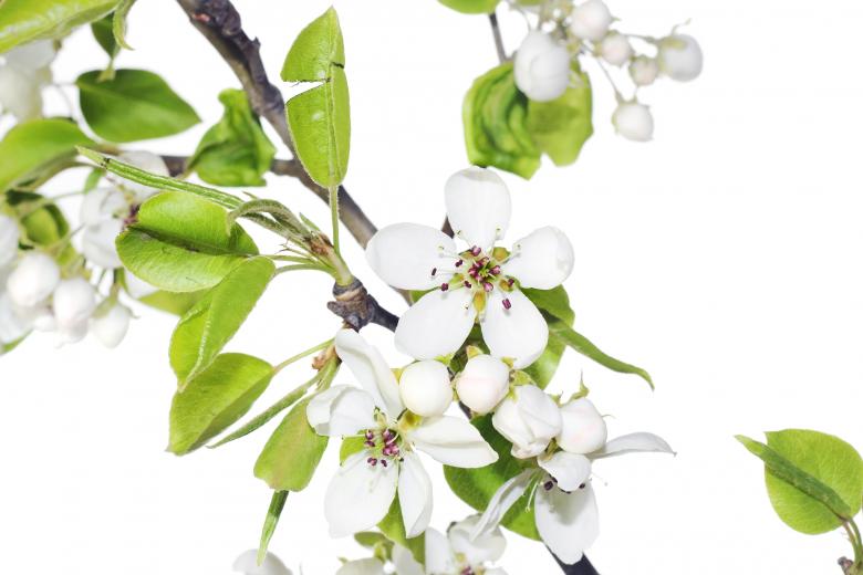 Free stock image of white flowers created by 2happy
