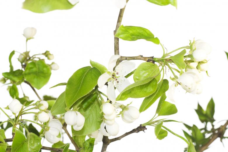 Free stock image of white flowers created by 2happy