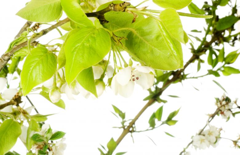 Free stock image of white flowers created by 2happy