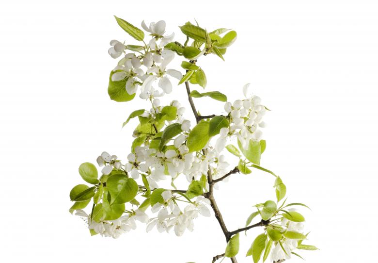 Free stock image of white flowers created by 2happy
