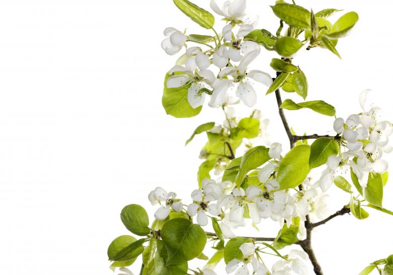 Free stock image of white flowers created by 2happy