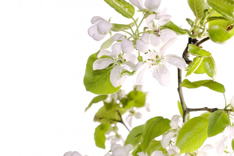 Free stock image of white flowers created by 2happy