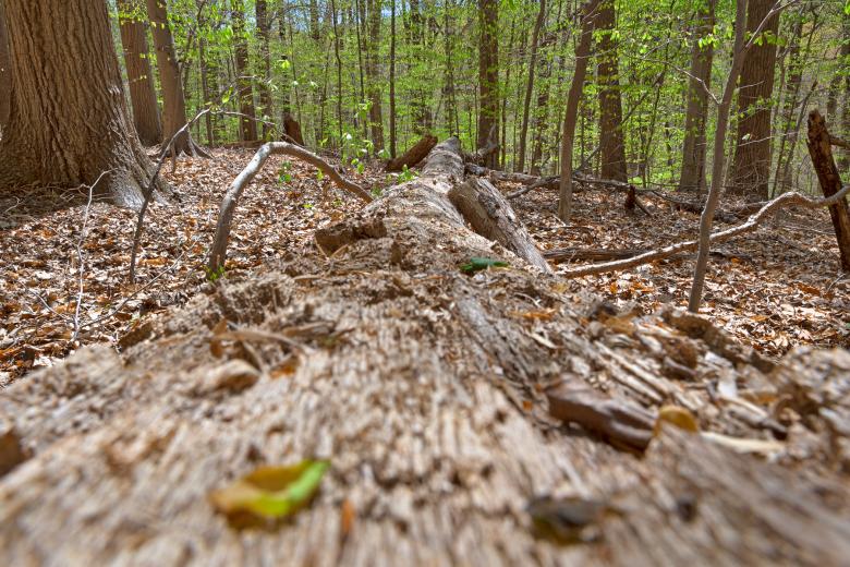 Free stock image of Rock Creek Park - HDR created by Nicolas Raymond