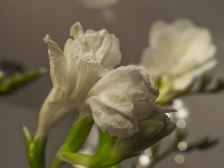 Free stock image of Flowers created by Janis Urtans