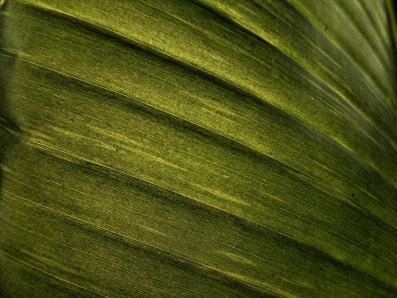Free stock image of Leaf created by Anuraj R V