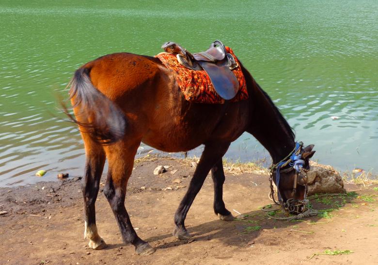 Free stock image of Horse  created by Anuraj R V