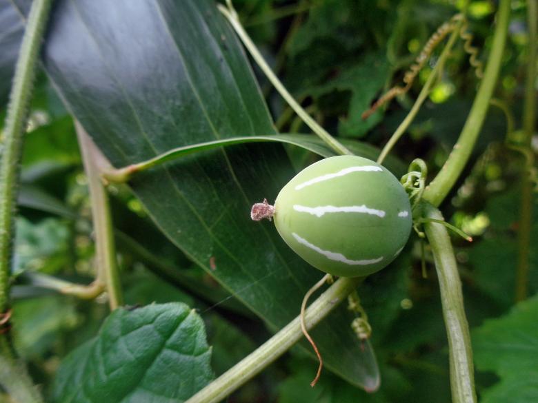 Free stock image of Wild fruit created by Anuraj R V