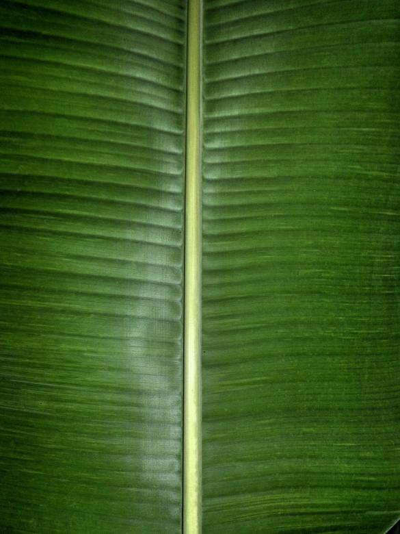 Free stock image of Palm Leaf created by Anuraj R V