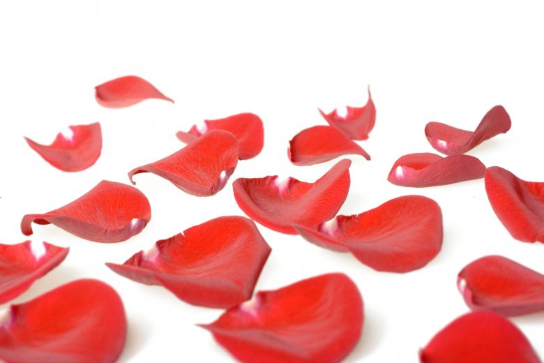 Free stock image of rose petals created by 2happy