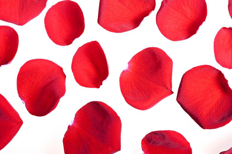 Free stock image of rose petals created by 2happy