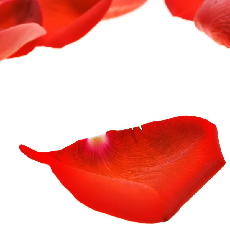 Free stock image of rose petals created by 2happy