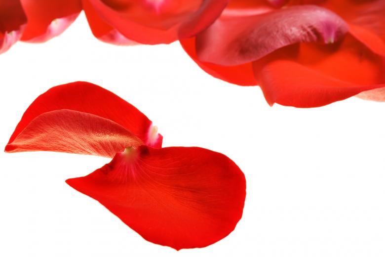 Free stock image of rose petals created by 2happy