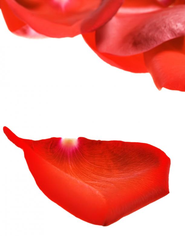 Free stock image of rose petals created by 2happy