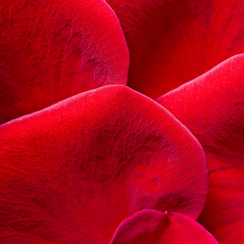 Free stock image of rose petals created by 2happy