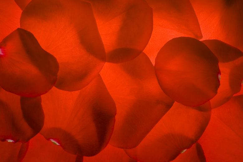 Free stock image of rose petals created by 2happy