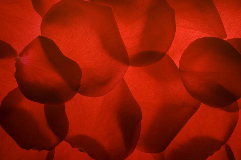 Free stock image of rose petals created by 2happy