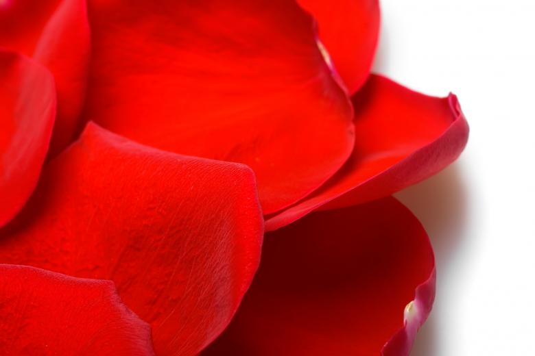 Free stock image of rose petals created by 2happy