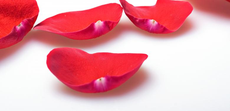 Free stock image of rose petals created by 2happy