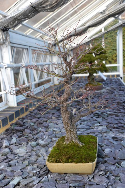 Free stock image of Maple bonsai tree created by Tomas Adomaitis