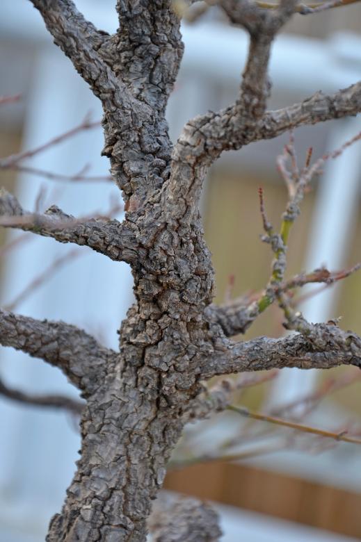 Free stock image of Maple bonsai tree created by Tomas Adomaitis