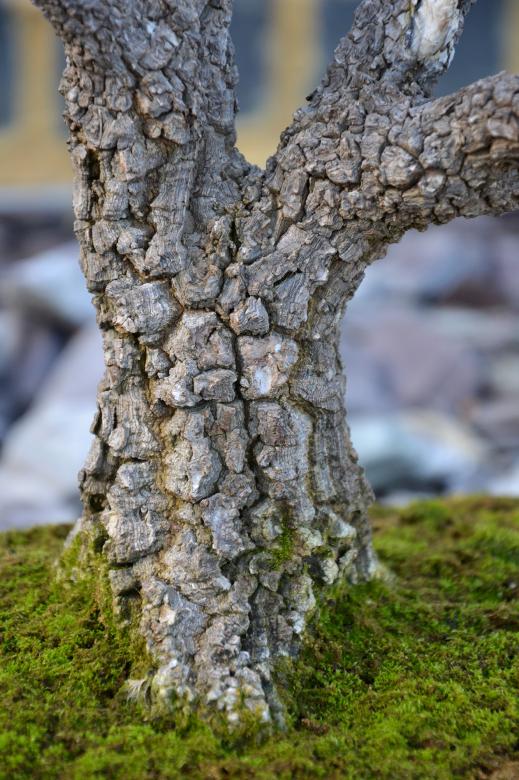 Free stock image of Maple bonsai tree created by Tomas Adomaitis