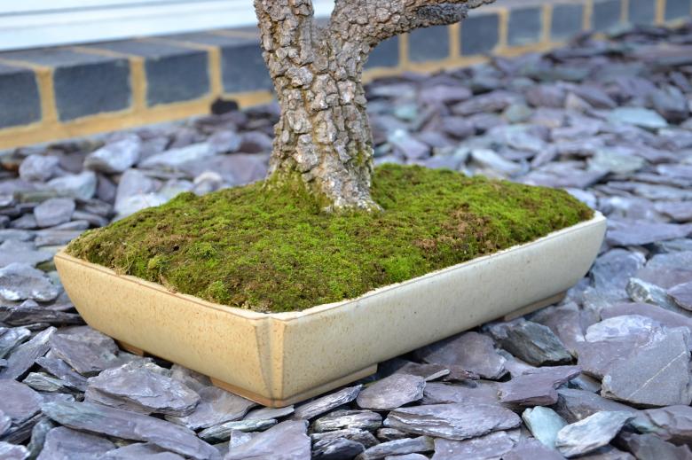 Free stock image of Maple bonsai tree created by Tomas Adomaitis