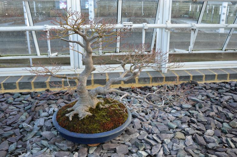 Free stock image of Maple bonsai tree created by Tomas Adomaitis