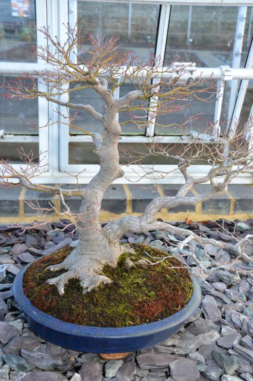 Free stock image of Maple bonsai tree created by Tomas Adomaitis