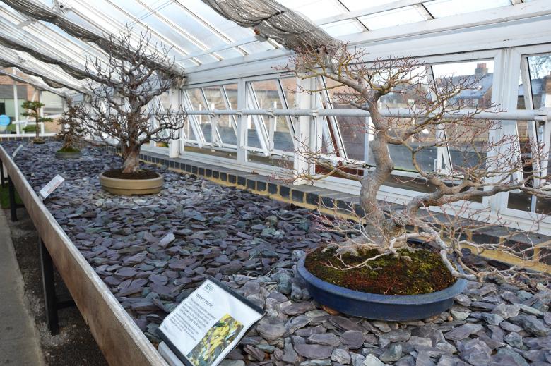 Free stock image of Maple bonsai tree created by Tomas Adomaitis