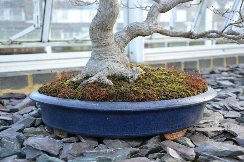 Free stock image of Maple bonsai tree and container created by Tomas Adomaitis