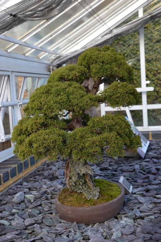 Free stock image of Juniper bonsai tree created by Tomas Adomaitis