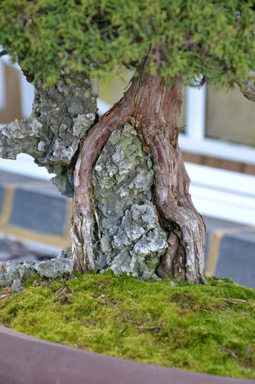 Free stock image of Juniper bonsai tree created by Tomas Adomaitis