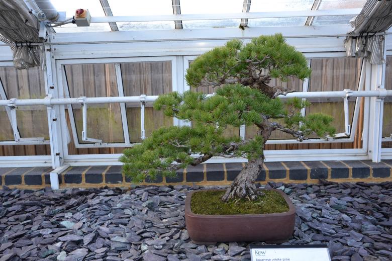 Free stock image of Pine bonsai tree created by Tomas Adomaitis