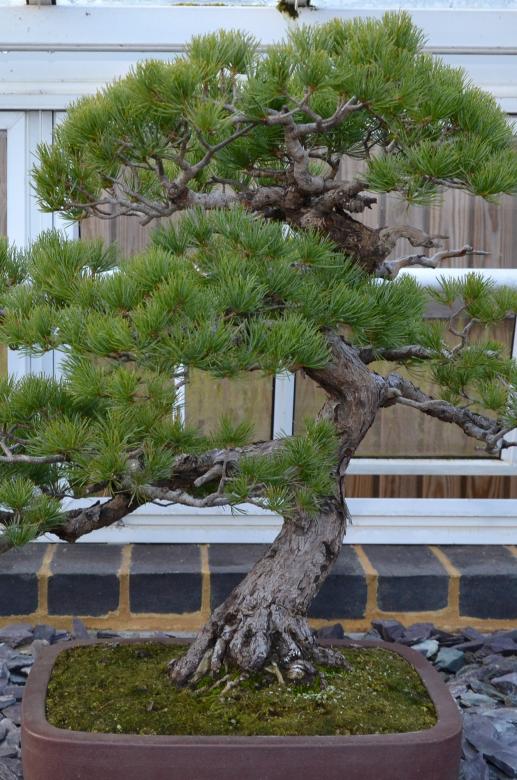 Free stock image of Pine bonsai tree created by Tomas Adomaitis