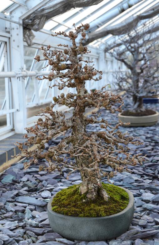 Free stock image of Larch bonsai tree created by Tomas Adomaitis