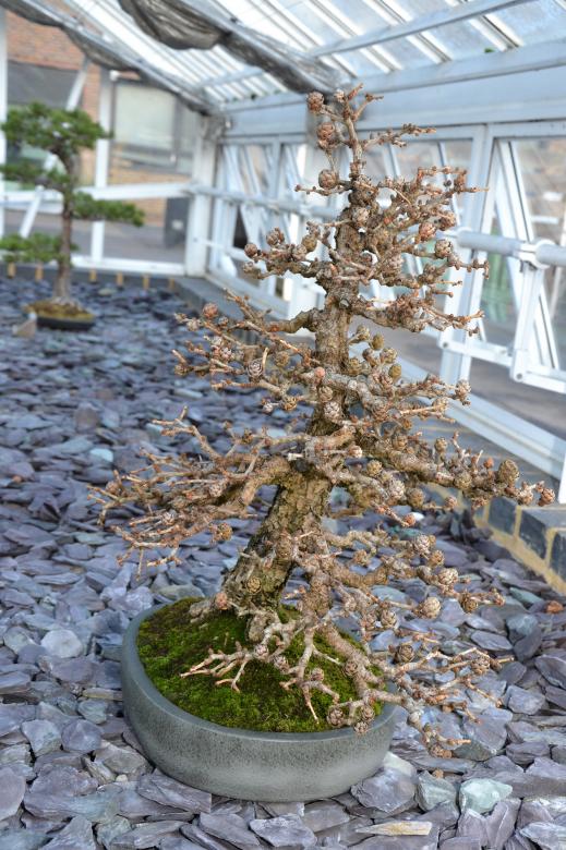 Free stock image of Larch bonsai tree created by Tomas Adomaitis