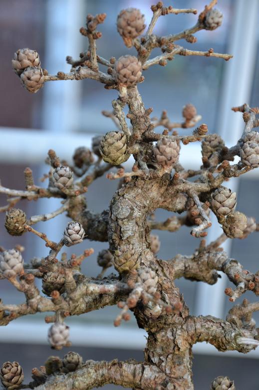 Free stock image of Larch bonsai tree created by Tomas Adomaitis