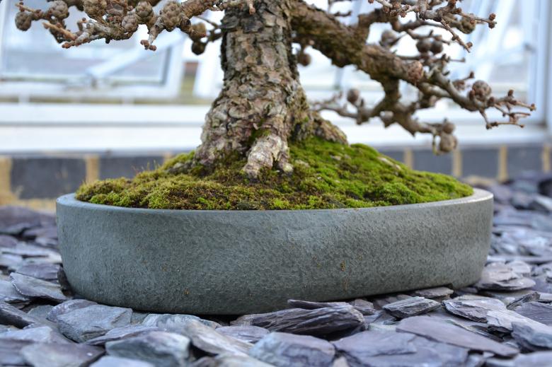 Free stock image of Larch bonsai tree created by Tomas Adomaitis